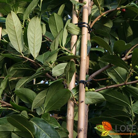 Prunus laurocerasus 'Rotundifolia' - afbeelding 7