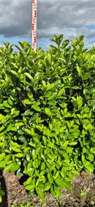Prunus laurocerasus 'Rotundifolia' - afbeelding 14