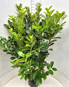 Prunus laurocerasus 'Rotundifolia' - afbeelding 11