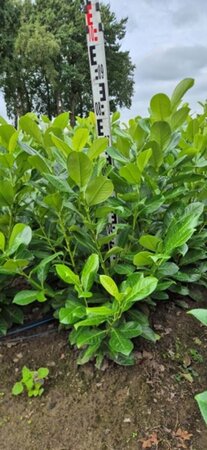 Prunus laurocerasus 'Rotundifolia' - afbeelding 24