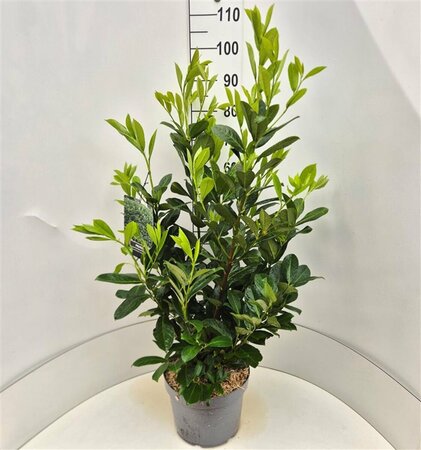 Prunus laurocerasus 'Rotundifolia' - afbeelding 18