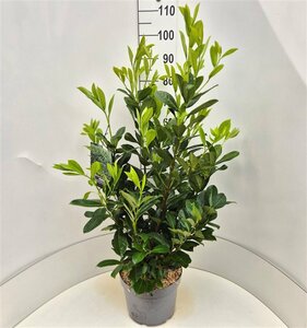 Prunus laurocerasus 'Rotundifolia' - afbeelding 18