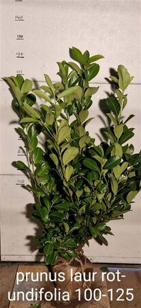 Prunus laurocerasus 'Rotundifolia' - afbeelding 13