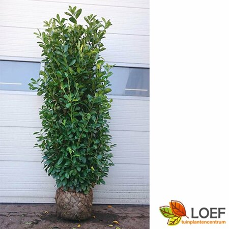 Prunus laurocerasus 'Rotundifolia' - afbeelding 14