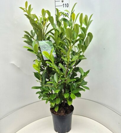 Prunus laurocerasus 'Rotundifolia' - afbeelding 21