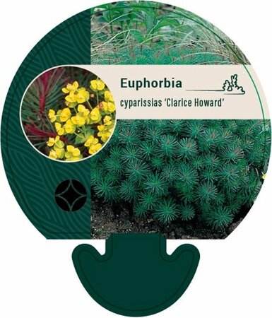 Euphorbia cyp. 'Clarice Howard' P9