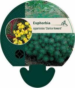 Euphorbia cyp. 'Clarice Howard' P9