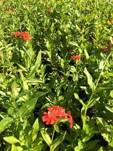 Lychnis chalcedonica P9 - afbeelding 7