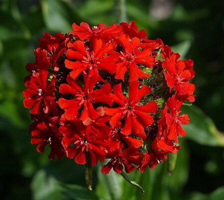 Lychnis chalcedonica P9 - afbeelding 4