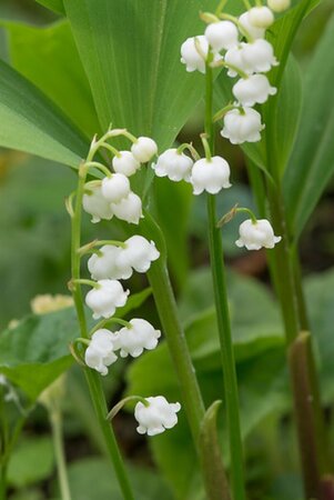 Convallaria majalis P9 - afbeelding 2