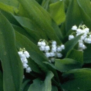 Convallaria majalis P9 - afbeelding 3