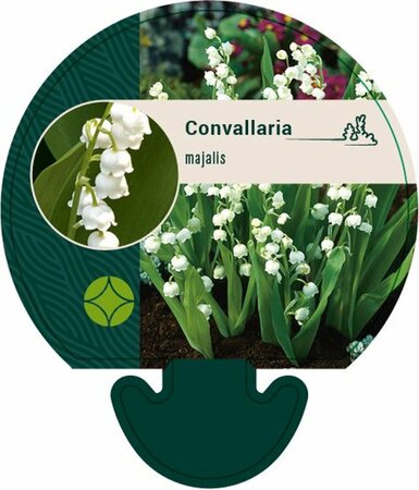 Convallaria majalis P9 - afbeelding 1