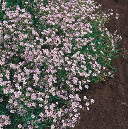 Gypsophila repens 'Rosea' P9 - afbeelding 3