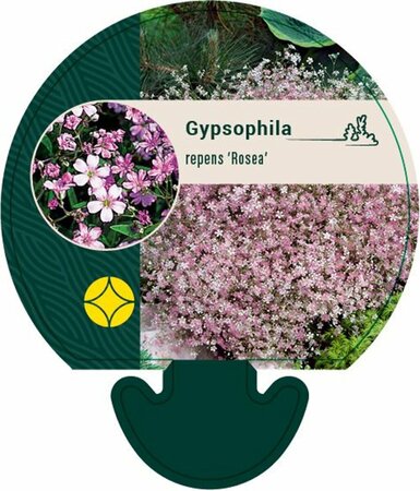 Gypsophila repens 'Rosea' P9 - afbeelding 2