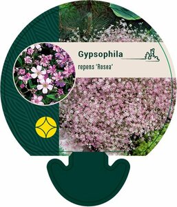 Gypsophila repens 'Rosea' P9 - afbeelding 2