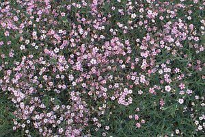 Gypsophila repens 'Rosea' P9