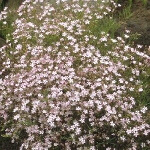 Gypsophila repens 'Rosea' P9 - afbeelding 4