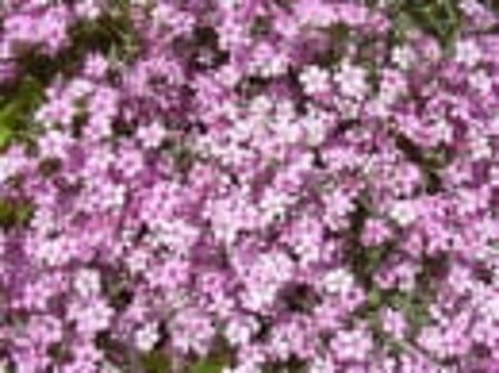 Gypsophila repens 'Rosea' P9 - afbeelding 5