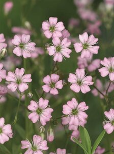 Gypsophila repens 'Rosea' P9 - afbeelding 6
