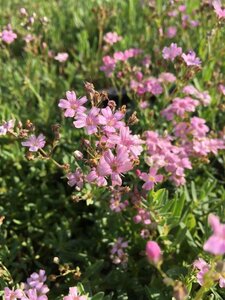 Gypsophila repens 'Rosea' P9 - afbeelding 7