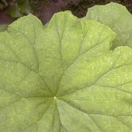 Astilboides tabularis P9 - afbeelding 5