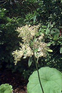 Astilboides tabularis P9