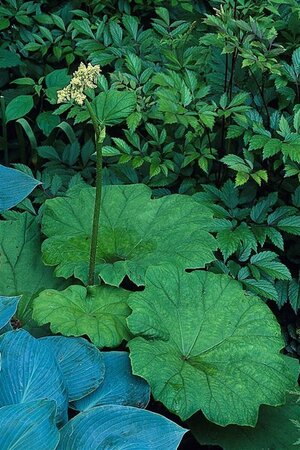 Astilboides tabularis P9 - afbeelding 4