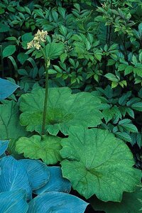 Astilboides tabularis P9 - afbeelding 4