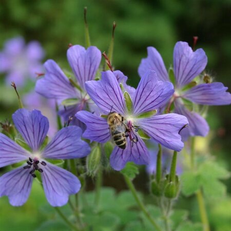Geranium 'Philippe Vapelle' P9 - afbeelding 1
