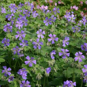 Geranium 'Philippe Vapelle' P9 - afbeelding 2