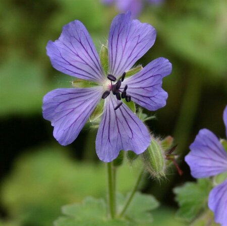 Geranium 'Philippe Vapelle' P9 - afbeelding 3