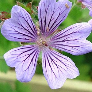 Geranium 'Philippe Vapelle' P9 - afbeelding 4