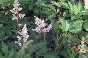 Astilbe japonica 'Europa' P9
