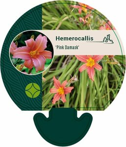 Hemerocallis 'Pink Damask' P9 - afbeelding 4