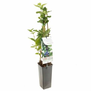 Lonicera caerulea kamtschatica 50/60 C. 