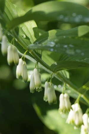 Polygonatum multiflorum P9 - afbeelding 6