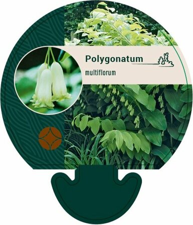 Polygonatum multiflorum P9 - afbeelding 2