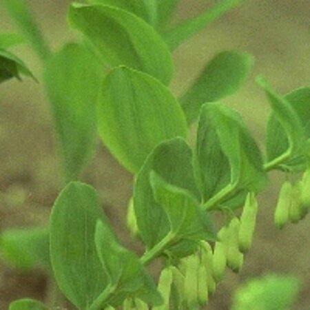Polygonatum multiflorum P9 - afbeelding 4
