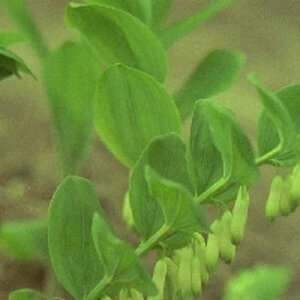 Polygonatum multiflorum P9 - afbeelding 4