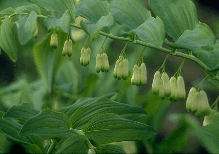 Polygonatum multiflorum P9 - afbeelding 1