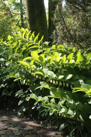 Polygonatum multiflorum P9 - afbeelding 7
