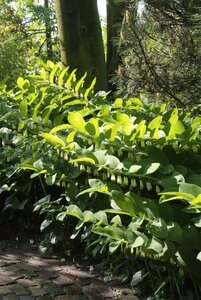 Polygonatum multiflorum P9 - afbeelding 7