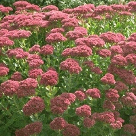 Sedum 'Herbstfreude' P9 - afbeelding 8