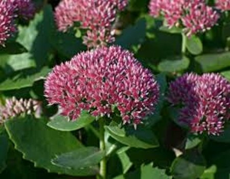 Sedum 'Herbstfreude' P9 - afbeelding 7