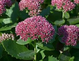 Sedum 'Herbstfreude' P9 - afbeelding 7