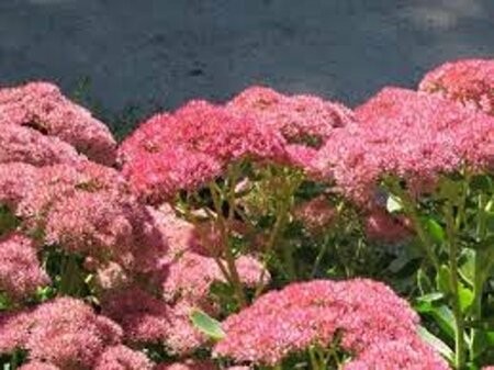 Sedum 'Herbstfreude' P9 - afbeelding 6