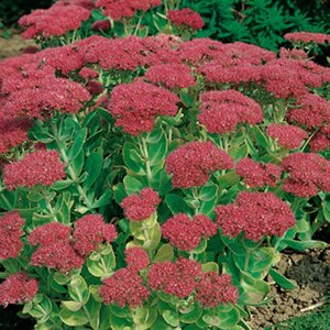 Sedum 'Herbstfreude' P9 - afbeelding 5
