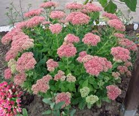 Sedum 'Herbstfreude' P9 - afbeelding 4