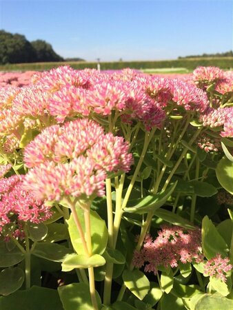 Sedum 'Herbstfreude' P9 - afbeelding 3
