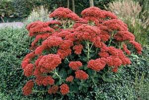 Sedum 'Herbstfreude' P9 - afbeelding 10